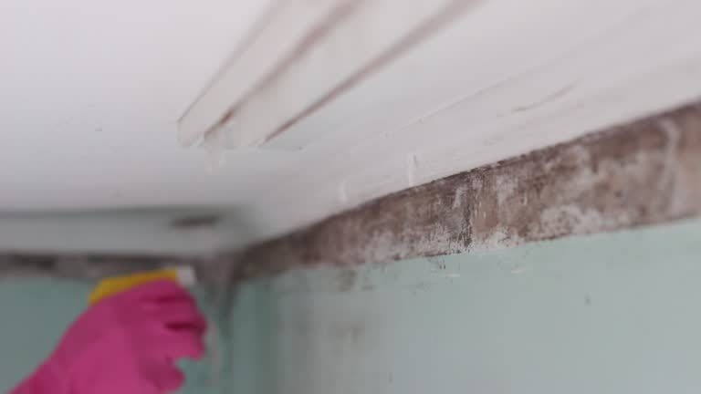 Hampton, GA Mold Removal Company